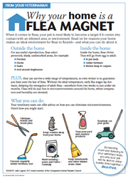 flea_magnet