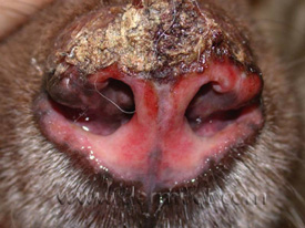Dermatology Clinic For Animals Discoid Lupus
