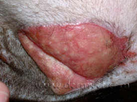 feline eosinophilic granuloma