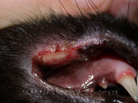 feline eosinophilic granuloma lip