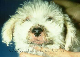 Dermatology Clinic for Animals Juvenile Cellulitis in Tacoma, WA -  Dermatology Clinic for Animals